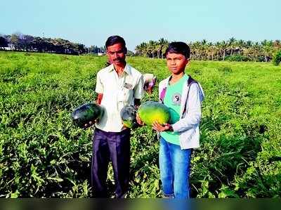 ಐದೆಕ್ರೆಯಲ್ಲಿ 140 ಟನ್‌ ಕಲ್ಲಂಗಡಿ