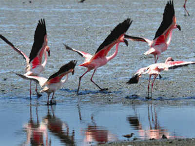 कानपुरः मीट के लिए हो रहा विदेशी पक्षियों का शिकार