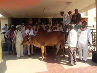 रावेरला काँग्रेसचा बैलगाडी मोर्चा