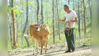 പശുവിന് രാജസ്ഥാൻ ചലച്ചിത്രോത്സവത്തിൽ അവാർഡ്