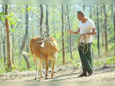 പശുവിന് രാജസ്ഥാൻ ചലച്ചിത്രോത്സവത്തിൽ അവാർഡ്