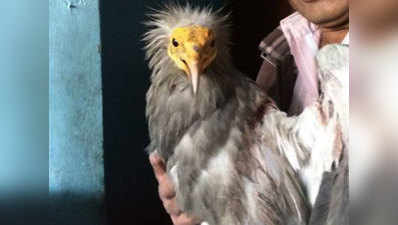 कानपुरः विलुप्त प्राय इजिप्शियन गिद्ध लाया गया चिड़ियाघर