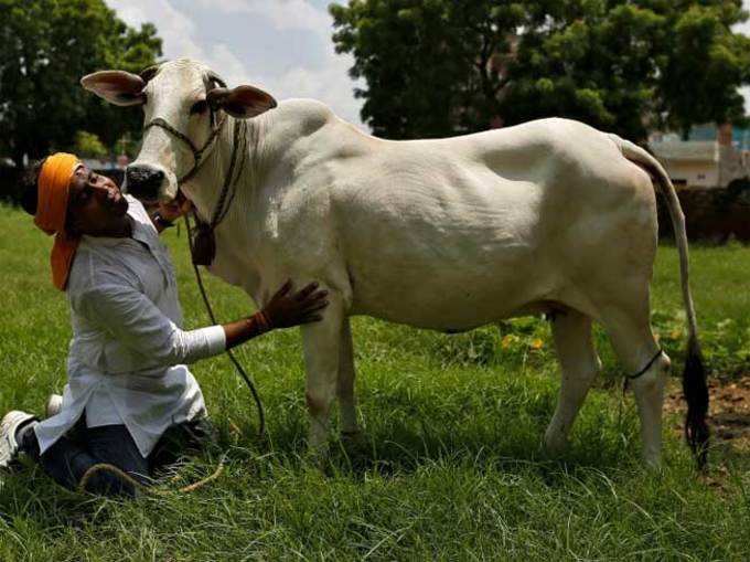 जिसने गाय को गड्ढे से निकाला, वह चोटिल हो गया