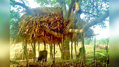 ಬೆಳೆ ಉಳಿವಿಗೆ ಹಗಲು-ರಾತ್ರಿ ಕಾವಲು!