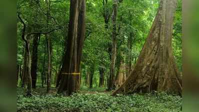 ഈ വർഷം മൂന്നു കോടി മരങ്ങൾ നടാൻ പദ്ധതി