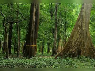 ഈ വർഷം മൂന്നു കോടി മരങ്ങൾ നടാൻ പദ്ധതി