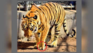 8 साल के बाघ को मिलेगा नया पैर, दुनिया में पहली बार होगा ऐसा ट्रांसप्लांट