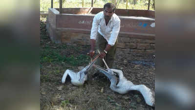 ಪೆಲಿಕಾನ್ ಸಾವಿನ ಸಂಖ್ಯೆ 26ಕ್ಕೆ ಏರಿಕೆ