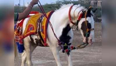 सलमान खान ने दिया 2 करोड़ का ऑफर फिर भी नहीं बेचा घोड़ा
