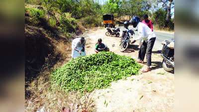 ಬೆಲೆ ಕಳೆದುಕೊಂಡ ಬೆಂಡೆಕಾಯಿ!