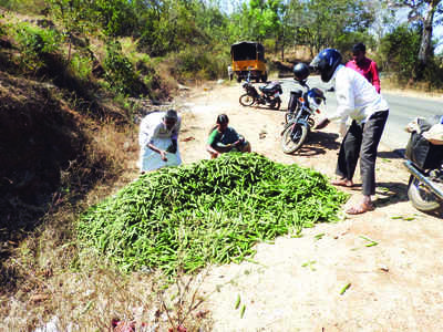 ಬೆಲೆ ಕಳೆದುಕೊಂಡ ಬೆಂಡೆಕಾಯಿ!