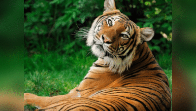 सबसे बड़े वाइल्डलाइफ सर्वे से होगी बाघों की गिनती, होगा फोन ऐप का इस्तेमाल