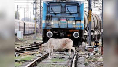 ट्रैक पर आया सांड, आपातकालीन ब्रेक लगाकर रोकी ट्रेन