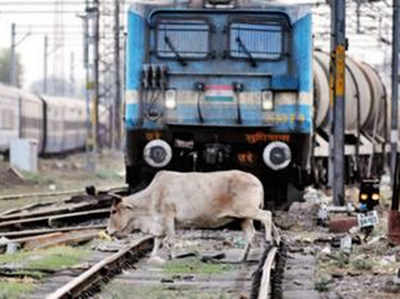 ट्रैक पर आया सांड, आपातकालीन ब्रेक लगाकर रोकी ट्रेन