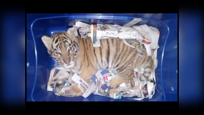 प्लास्टिक कंटेनर में बंद कर बाघ के बच्चे को किया जा रहा था कुरियर,  खोजी कुत्ते ने पकड़ा