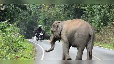 ആന ഇടഞ്ഞു: മൂന്ന് വീടുകളുടെ മതിലുകൾ തകർത്തു