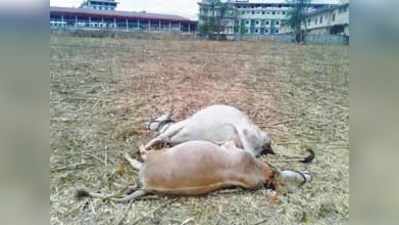 ಜೋತಾಡುವ ವಿದ್ಯುತ್‌ ಲೈನ್‌