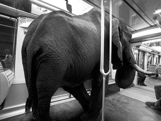 हाथी मेट्रो के साथी...!