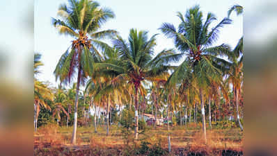 ಇಲಿ ಕಾಟ ತಡೆಗೆ ಫೈಬರ್‌ ಶೀಟ್‌!