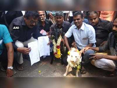 நாய்க்கும் ஆட்டுக்கும் திருமணம்: மறுநாளே விவாகரத்து கேட்டு மனு!