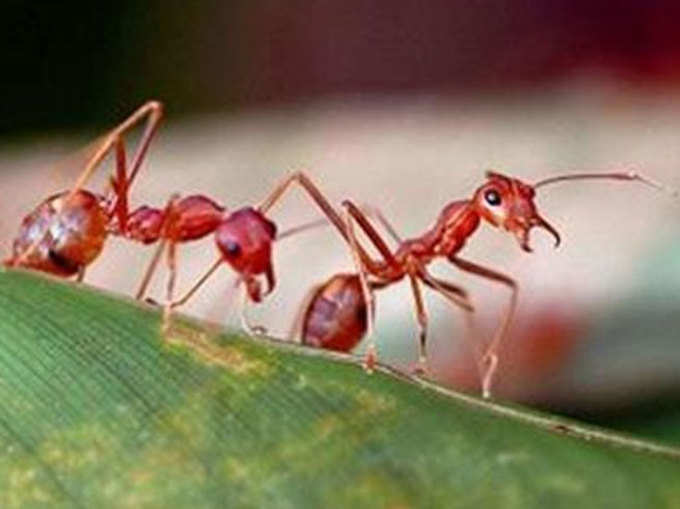 लाल चींटियों का आना होता अशुभ