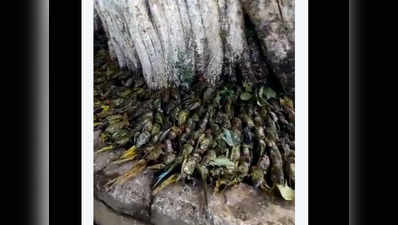 महाराष्ट्र: ओले बरसने से 450 पक्षियों की मौत, सबसे अधिक तोते