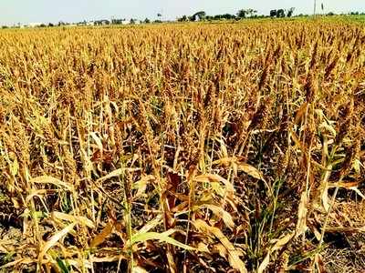 ಜೋಳ ಬೆಳೆದವರಿಗೆ ಹೆಚ್ಚಿದ ಭೀತಿ!