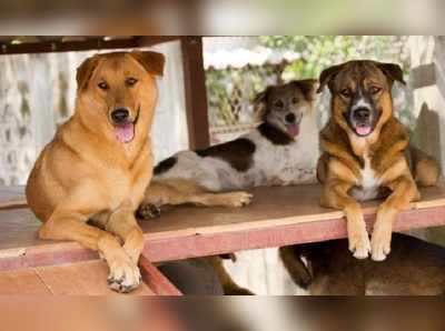 কুকুর নিয়ে বচসায় হুমকি শিক্ষিকাকে