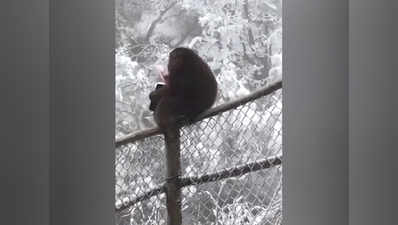 बंदर ने टूर‍िस्‍ट का पर्स चुराकर हवा में उड़ाए पैसे, व‍िड‍ियो हुआ वायरल
