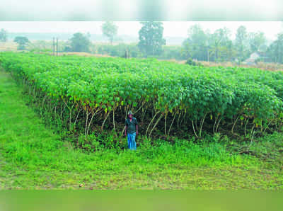 ಗೆಣಸಿಗೆ ಮಳೆ ನೀರೇ ಆಧಾರ