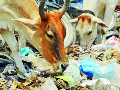 पटना: गाय के पेट से निकली 80 किलो पॉलिथीन, 3 घंटे चला ऑपरेशन