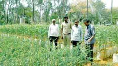 ಜಾಜೂರು ಮೀಸಲು ಅರಣ್ಯದಲ್ಲಿ ಸಾಲು ಮರದ ತಿಮ್ಮಕ್ಕ ಉದ್ಯಾನ