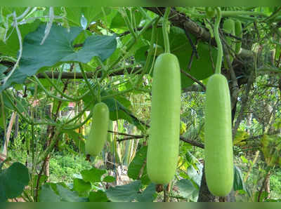 ಗಾರ್ಡನ್‌ ಟಿಫ್ಸ್‌: ಸೋರೆಕಾಯಿ ಗಿಡದ ಆರೈಕೆ ಹೀಗಿರಲಿ