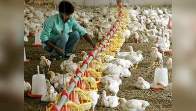 चिकन खाना बन रहा है जानलेवा, ऐंटीबायॉटिक्स के इस्तेमाल से बढ़ा संकट
