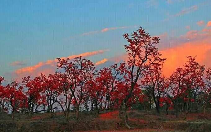 বসন্ত-বার্তা