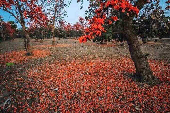 বসন্ত-বার্তা