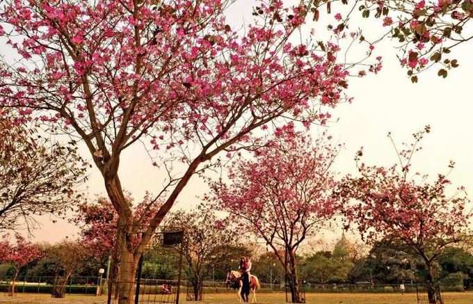 বসন্ত-বার্তা