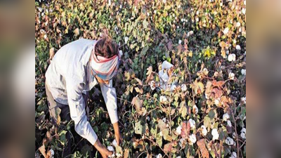 सर्व कापूस उत्पादकांना नुकसान भरपाई द्या