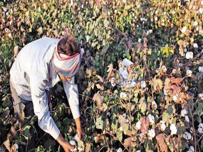 सर्व कापूस उत्पादकांना नुकसान भरपाई द्या