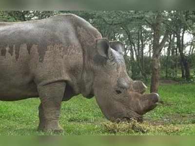 শেষ পুরুষ গন্ডার অসুস্থ , সঙ্কটে ৩ সদস্যের প্রজাতি