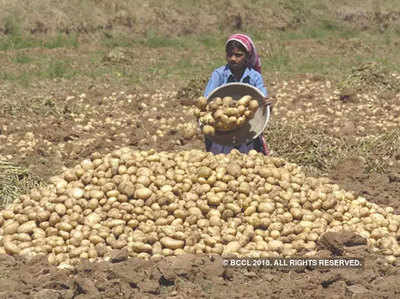 549 रुपये/- कुंतल के भाव से आलू खरीदेगी यूपी सरकार