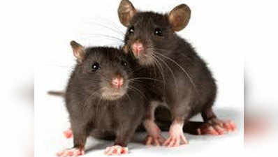 मुंबई में मूषक नियंत्रण विभाग ने 8 महीने में मारे 1 लाख चूहे