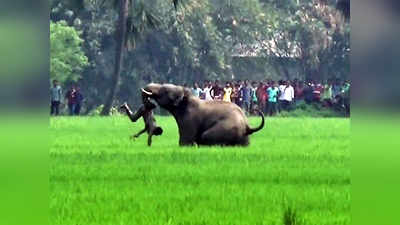 महिला दिन: जंगलातील रानपऱ्या