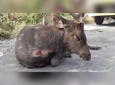 জলদাপাড়ায় লরির ধাক্কায় কোমর ভাঙল হরিণের