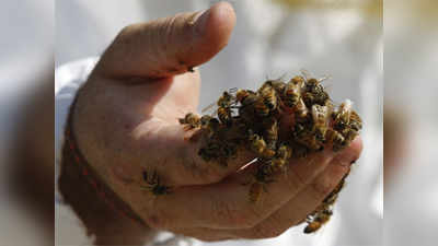 मधमाशांचा शाळकरी मुलांवर हल्ला