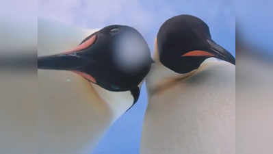 देखें: अंटार्कटिका में पेंग्विन्स के हाथ लगा कैमरा, बनाया अपना सेल्फी विडियो