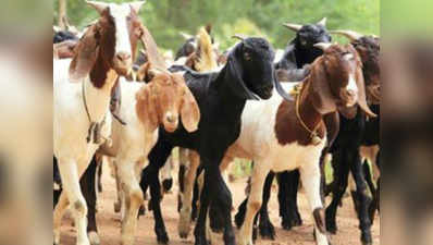 उत्तराखंड: अब 11 मार्च को टिहरी जिले में होगा बकरी स्वयंवर का आयोजन