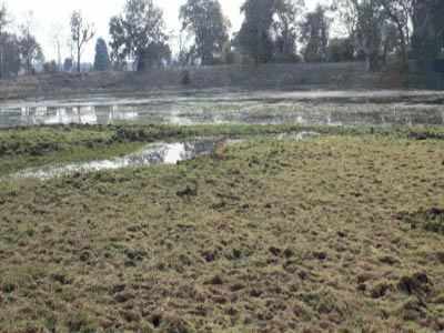 ताडोब्याला टंचाईच्या झळा