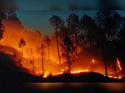 ചാലക്കുടിയിലും കാട്ടുതീ; അണയ്ക്കാൻ ശ്രമം തുടരുന്നു