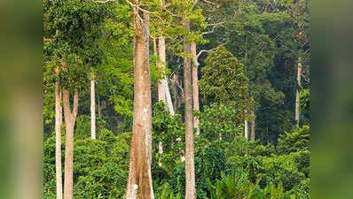 30 साल बाद बदलेगी राष्ट्रीय वन नीति, पीपीपी मॉडल लागू करने का प्रस्ताव